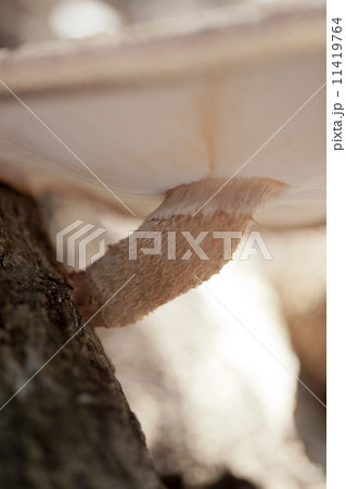 農業　家庭菜園 11419764