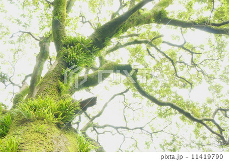 優しさに満たす 優しさに満たす 11419790