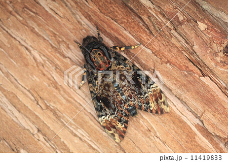 生き物　昆虫　クロメンガタスズメ、不吉なイメージの蛾ですが農家にとって本当に不吉な存在のようです 11419833