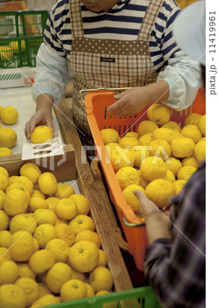 農業 家庭菜園 農業 家庭菜園 11419961