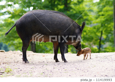 Wild animails in Canada - Wild Pigs 11419993
