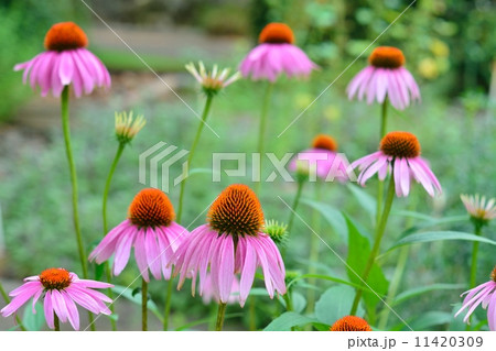 ムラサキバレンギク 11420309