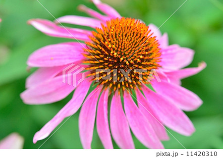 ムラサキバレンギク 11420310