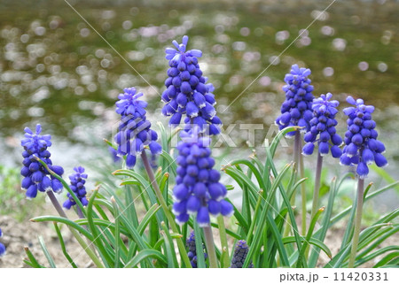 ムスカリ ムスカリ 11420331