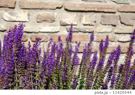Blossom salvia flowers close-up 11420544