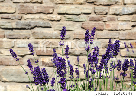 Close-up of blossom lavender bunch 11420545