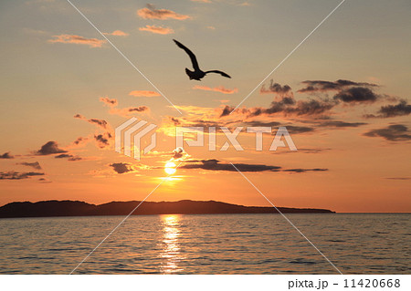 笹川流れ 笹川流れ 11420668