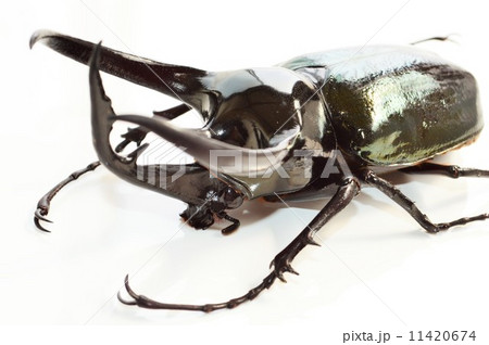 コーカサスオオカブトのアップ　白バック 11420674