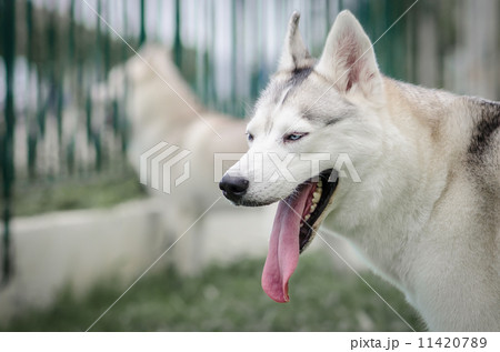 Siberian husky two colours eyes 11420789