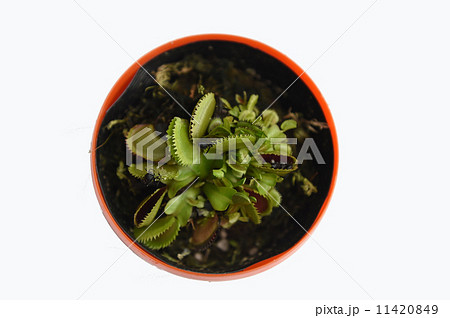 ハエとり草 ハエとり草 11420849