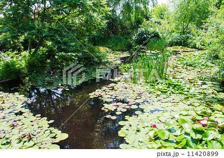 ビオトープ ビオトープ 11420899