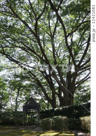 柳田國男館　大欅と東屋 11421081