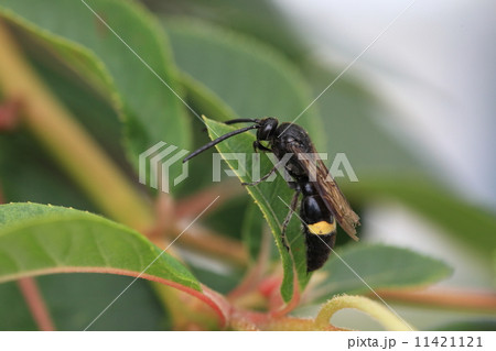 生き物　昆虫　キオビツチバチ、黒くて怖そうなハチですが益虫です① 11421121