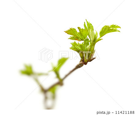 Blackberry sprout Blackberry sprout 11421188