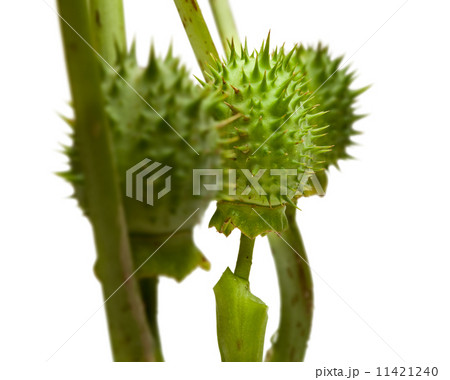 Poison plant thorny seedpods Poison plant thorny seedpods 11421240