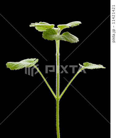 Nettle grass 11421421