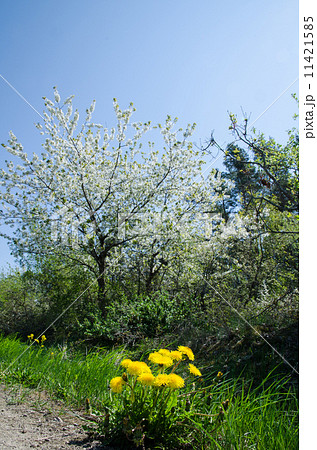 Springtime colours 11421585