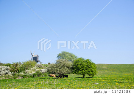 Windmill and grazing cows in a rural landscape at springtime. Fr 11421588