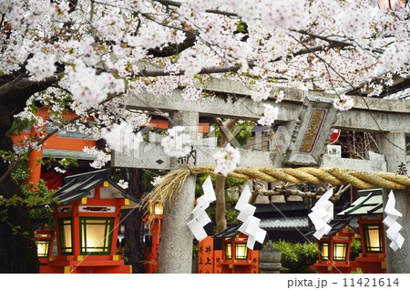 祇園辰巳神社の桜 祇園辰巳神社の桜 11421614
