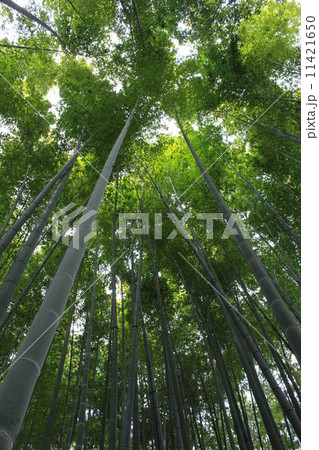 竹林 11421650