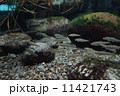 鮎 11421743