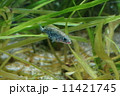 ハリヨ 11421745