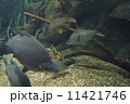 ナイルパーチ 11421746