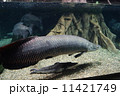 ピラルクー 11421749