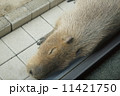 カピバラ 11421750