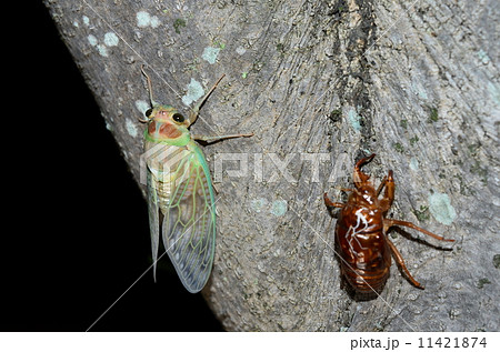 アブラゼミの羽化♪ アブラゼミの羽化♪ 11421874