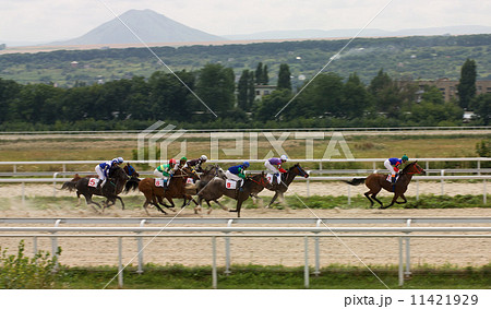 Horse race finish 11421929