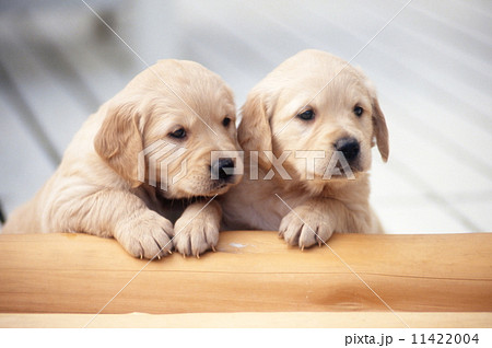 かわいい子犬 11422004
