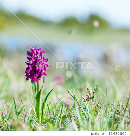 Orchit at soft nature background 11422063