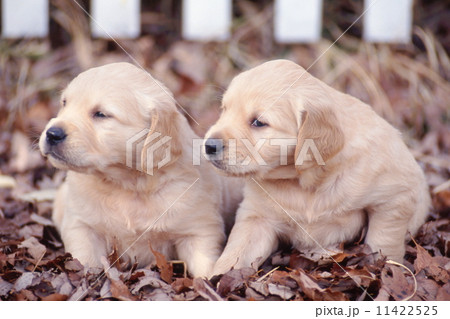 ゴールデンレトリバーの子犬 11422525