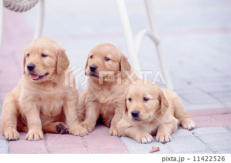 ゴールデンレトリバーの子犬 11422526
