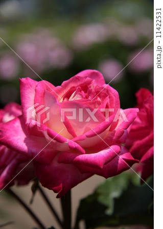 薔薇 11422531