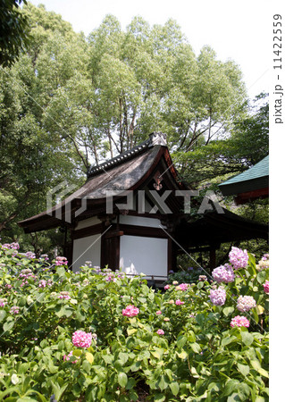 藤森神社の紫陽花苑 11422559