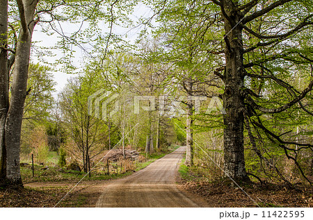 Beeches by a dirt road Beeches by a dirt road 11422595