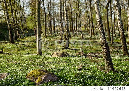 Wood anemone blossom Wood anemone blossom 11422643