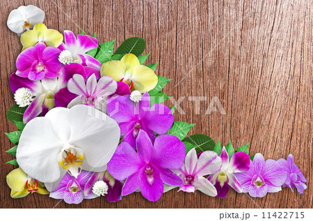 Set of Orchid Flower Background 11422715