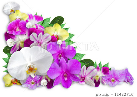 Set of Orchid Flower Background 11422716