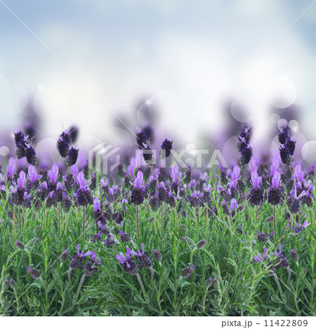 Lavender flowers field Lavender flowers field 11422809