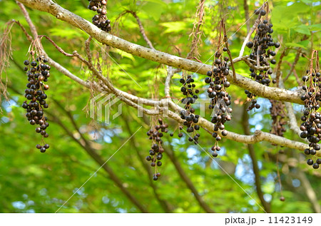イイギリの実 11423149