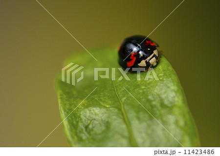 ナミテントウ ナミテントウ 11423486