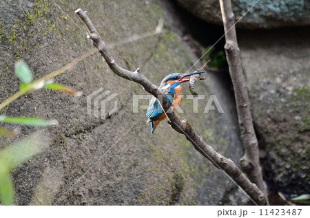カワセミ カワセミ 11423487