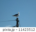 電柱の上のかもめ 11423512