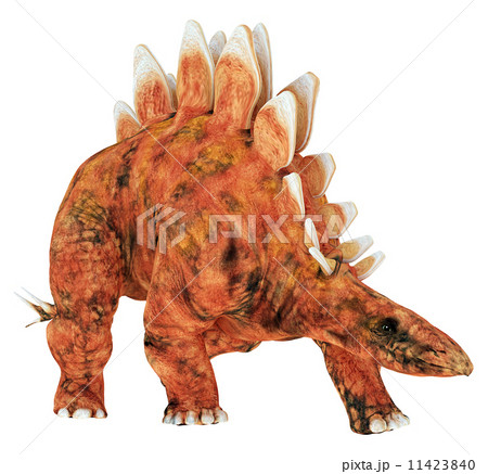 ステゴサウルス☆Stegosaur 11423840