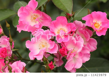 バラ　花霞 11423979