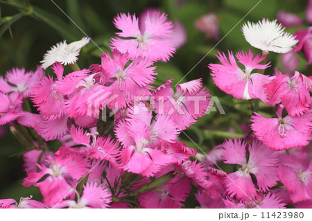 ナデシコの花 11423980