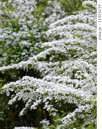 ユキヤナギ：雪柳 11424234